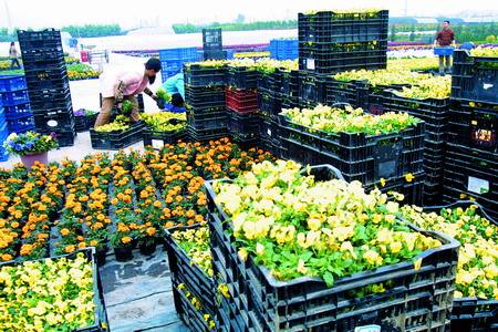 花卉/綠植運輸到香港案例-深圳東勝物流